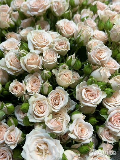 Кустовые розы букет, букет цветов, доставка букет