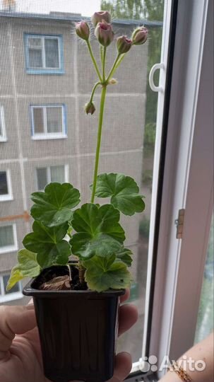 Рассада цветов