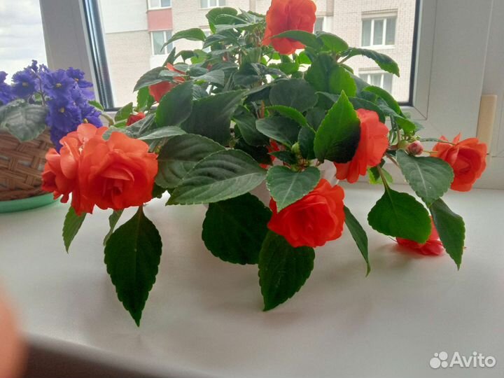 Бальзамин махровый