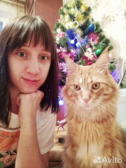 Домашняя передержка для кошек