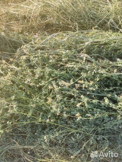 Люцерна сено