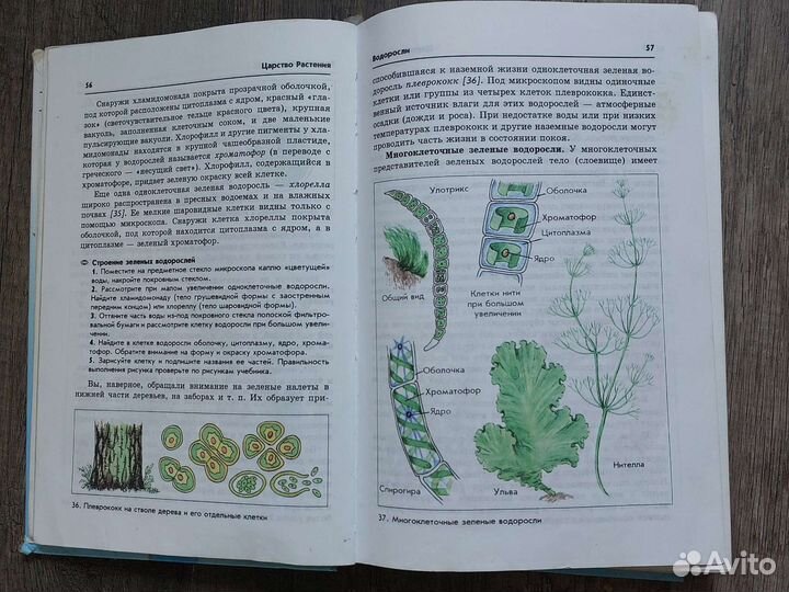 Учебник биология 6 класс пасечник
