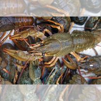 Раки для зарыбления водоемов и аквариумов