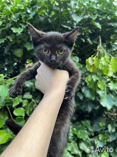 Черный котенок в добрые руки