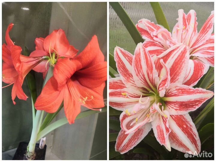 Гиппеаструм (сеянцы)