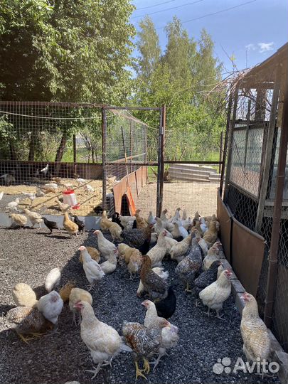 Курочки молодки