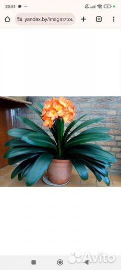 Комнатные цветы кливия