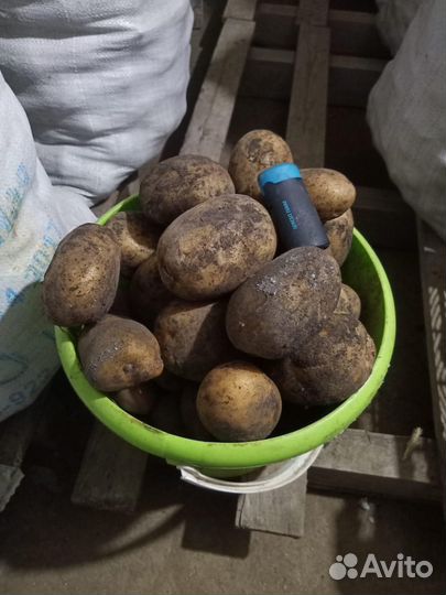 Продам картофель