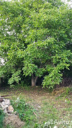 Ореховое дерево