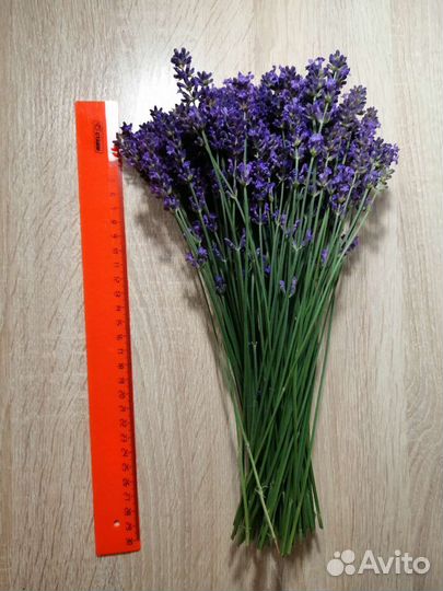 Лаванда свежая