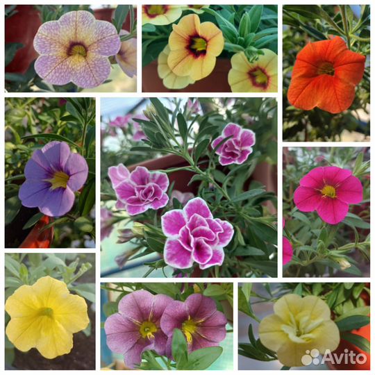 Калибрахоа 330мл