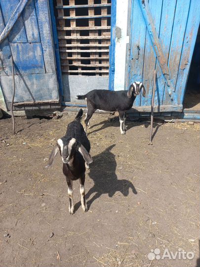 Нубийские козы