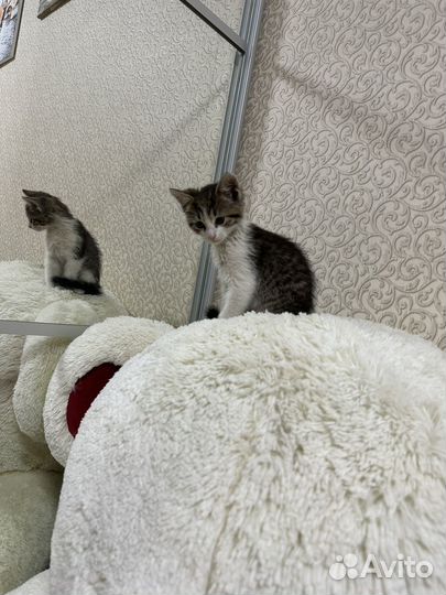 Котенок Тимка