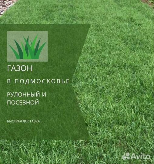 Рулонный газон, посевной газон
