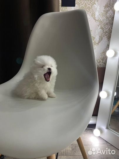 Щпиц