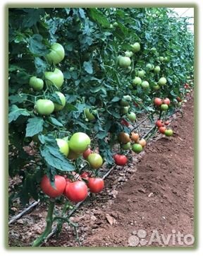 Семена Томата 
