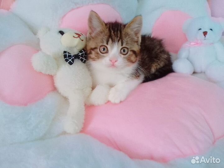 Котята британские