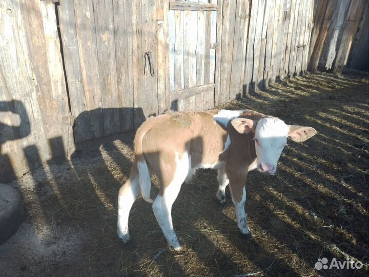 Бычок, 2 недели