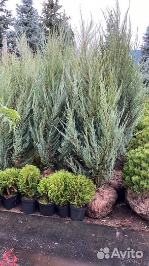 Можжевельник блю арроу 150