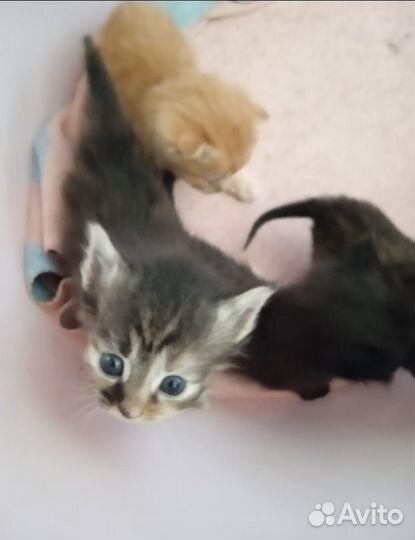 Отдам бесплатно