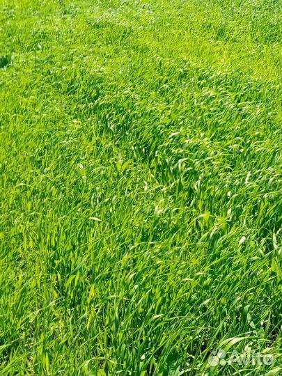 Аналог Селитры, кас, карбамид Плантоголдс