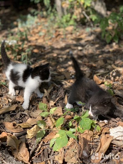 Котята в добрые руки бесплатно