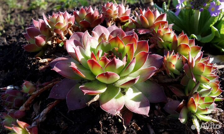 Молодило или Каменная роза