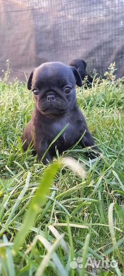 Щенки Мопса