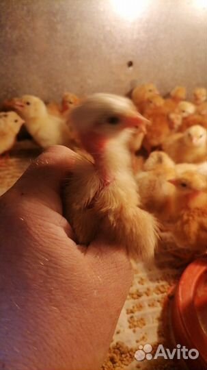 Цыплята суточные Голошейки Тетра хт