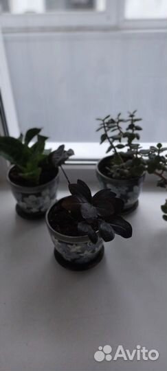 Комнатные растения цветы