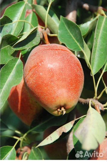 Саженцы груши на ва29 и дички