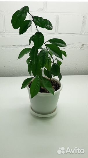 Дерево турецкого мандарина