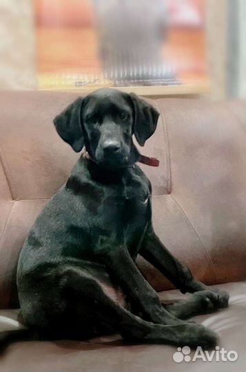 Щенок курцхаара в добрые руки