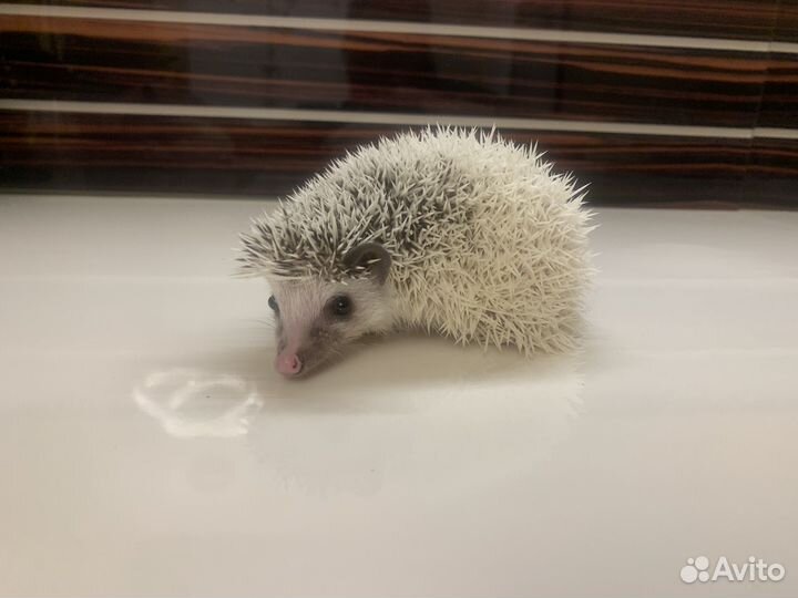 Ёжики, ежи ручные, карликовые (разные окрасы)