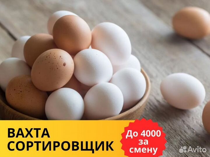 Сортировщик яиц вахта без опыта легкая работа