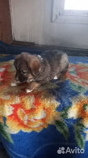 Щенки в добрые руки