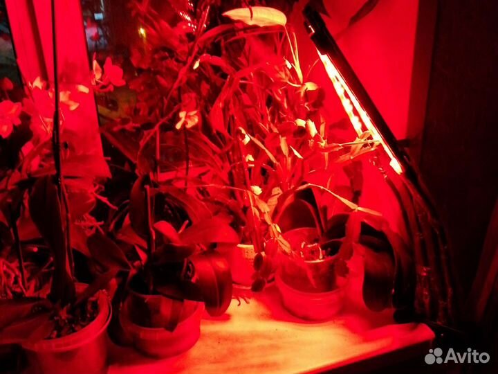 Фитолампа светодиодная