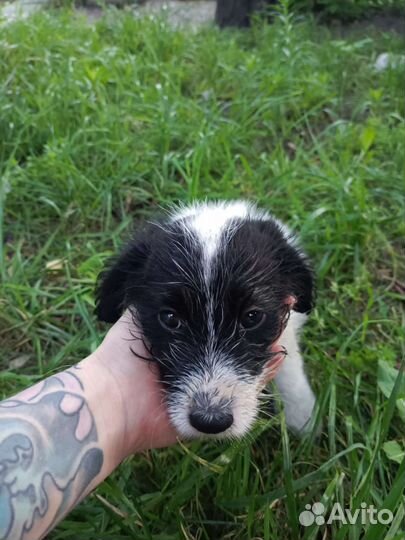 Маленькая собака в добрые руки бесплатно