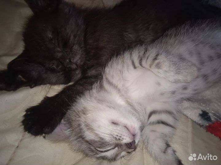 Котята в добрые руки