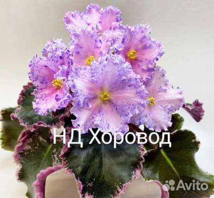 Фиалки детки