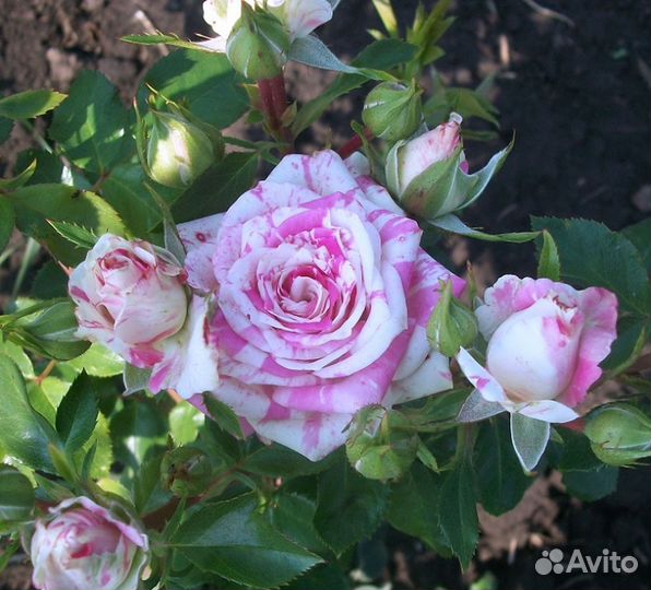 Саженцы роз Флеш Найт