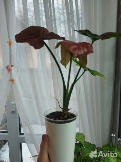 Сингониум Орм Нак