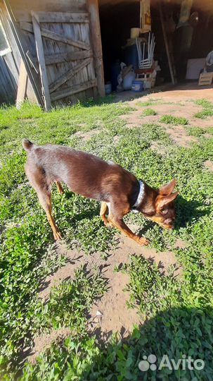 Русский той-терьер, девочка, 1, 5 годика