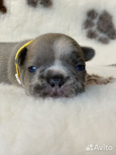 Французский бульдог мини