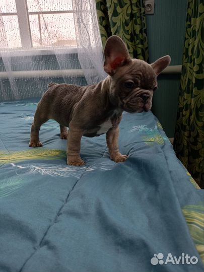 Французский бульдог