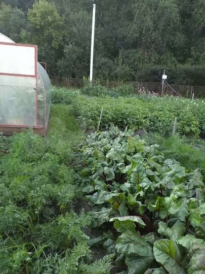 Участок 10 сот. (СНТ, ДНП)