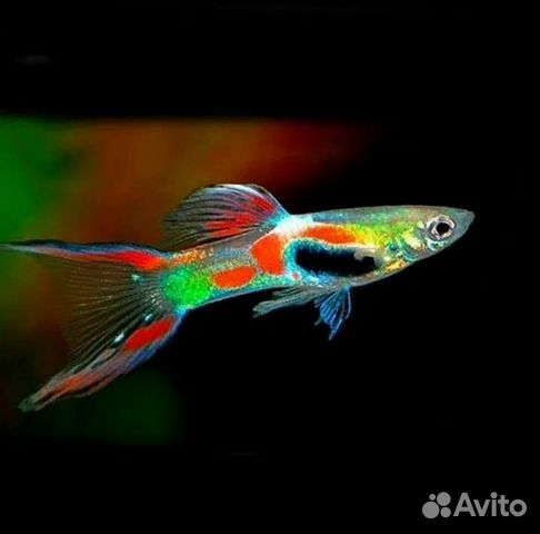 Рыбы Гуппи Эндлера