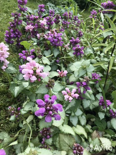 Яснотка(многолетник)