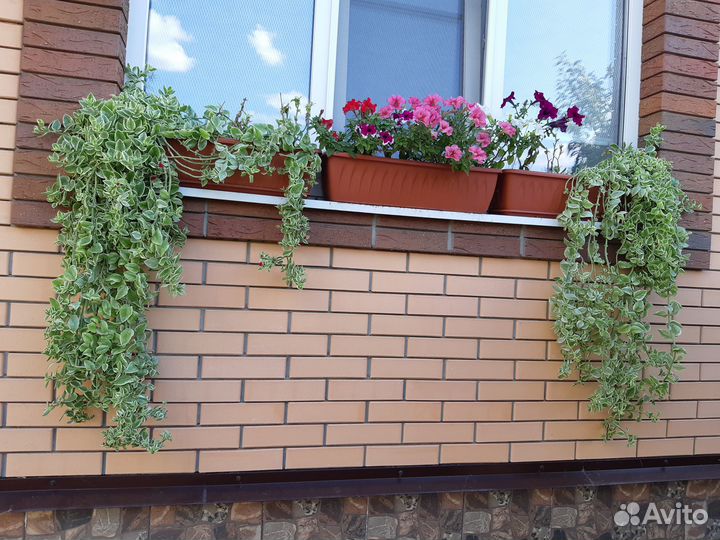 Аптения вариегатная