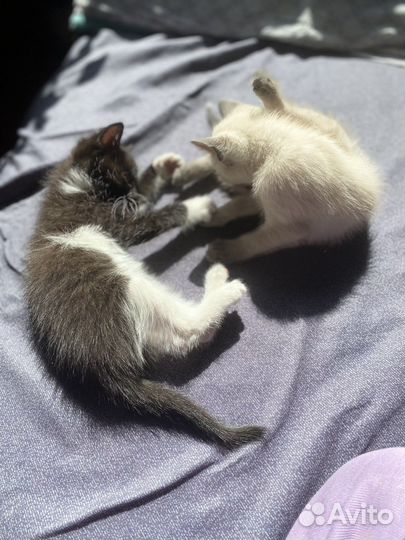 Котята в добрые руки